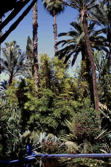 Hohe Palmen im Garten