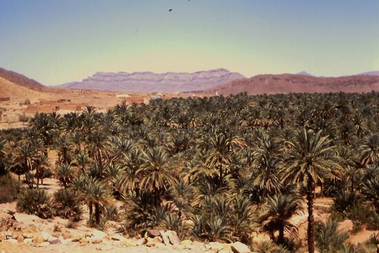 Oase mi Palmen