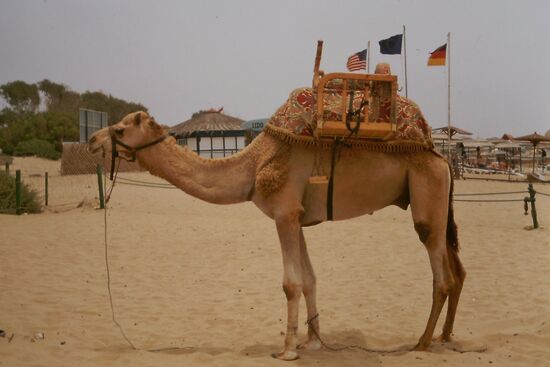 Stolzes Kamel am Strand