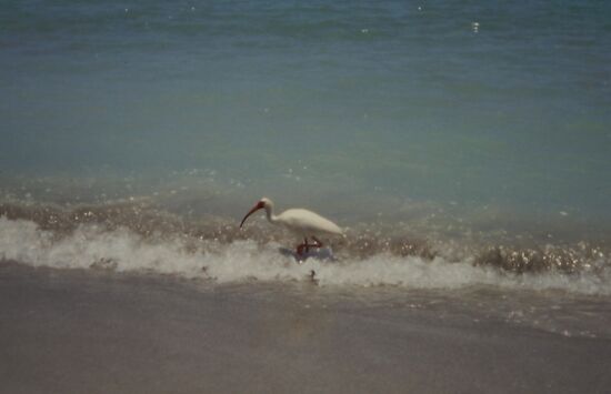 Ein kühles Bad nimmt jeder gern