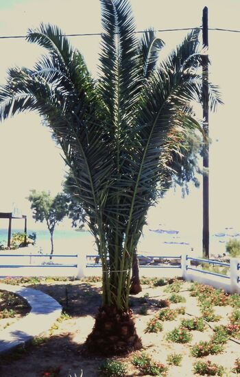 Bei Marias Strandtaverne