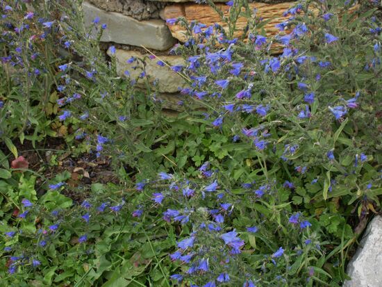Schöne Blumen am Wegesrand