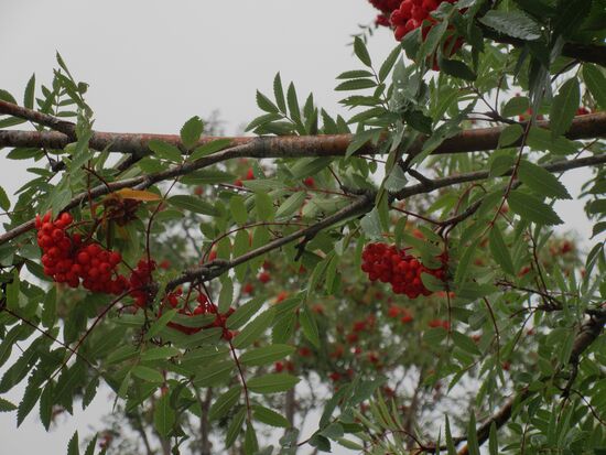 Etwas Farbe an einem tristen Tag