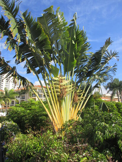 Fächerpalme im Hotelgarten