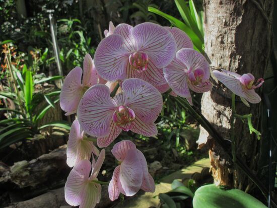 Orchideengarten vom Hotel