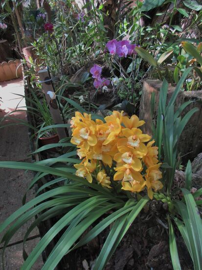 Orchideengarten vom Hotel
