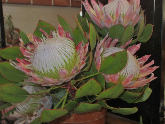 Proteas