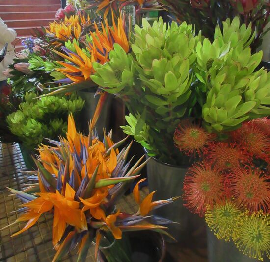 Schönheiten auf dem Markt