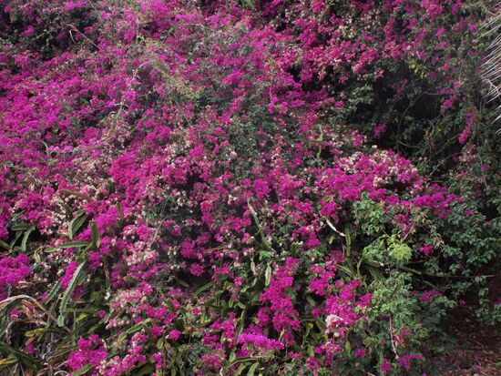 Was für eine Blütenpracht