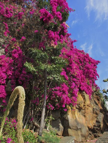 Wunderschöne Bougainvillea
