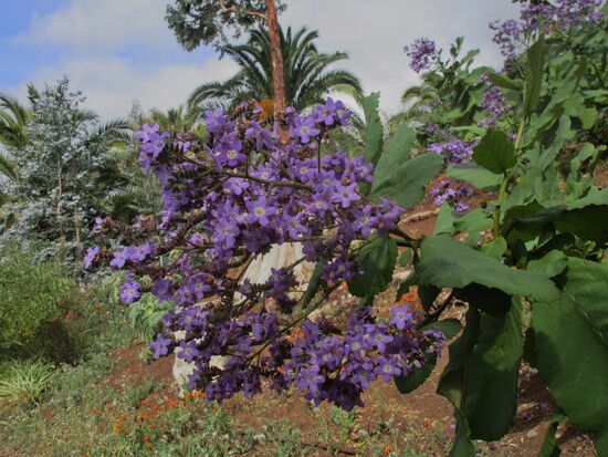 Einzelne blaue Blüte