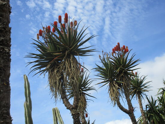 Die Blüten sind ganz oben...
