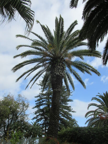 Die alten Bäume "wachsen in den Himmel"...