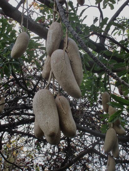Leberwurst-Baum (Kigelia Africana)