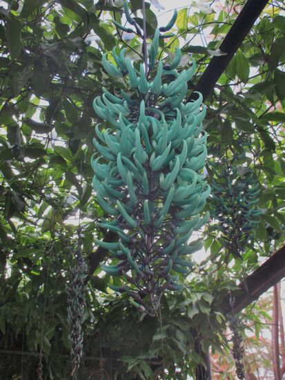 Jadewein -  eine der seltensten Plfanzen der Welt