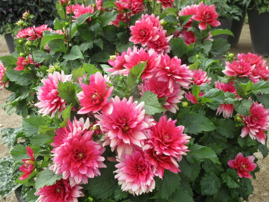 Wunderschöne Dahlien