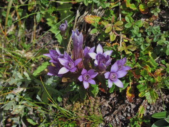 Farbtupfer am Wegesraand