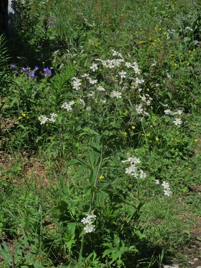 Blüten in weiss und blau