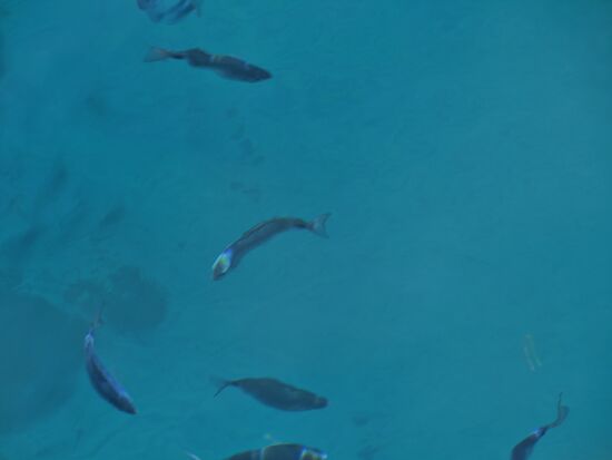 Fische tummeln sich im klaren Wasser