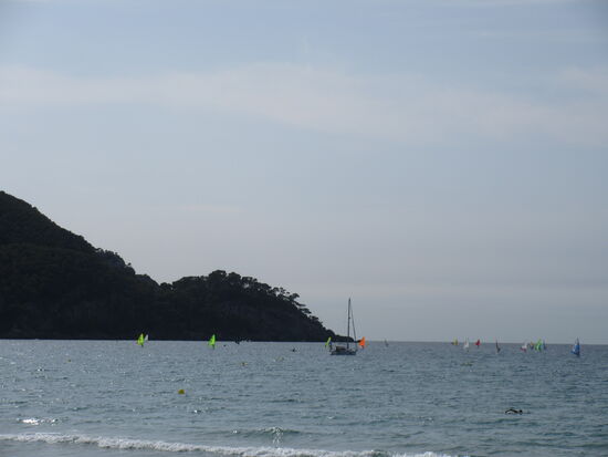Viele Windsurfer auf dem Wasser