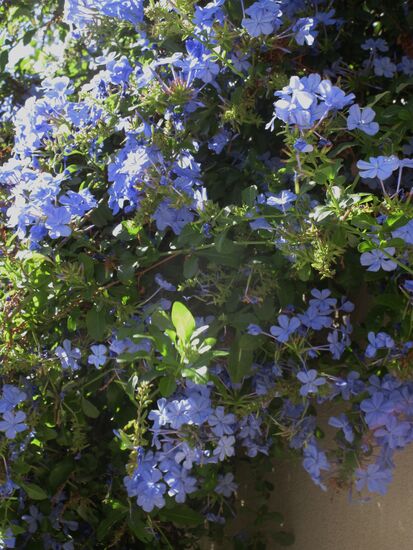 Blütenpracht in blau