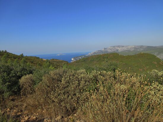 Typische Vegetation an der Höhenstrasse