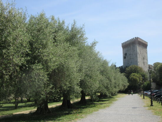 Olivenhain mit  Turm