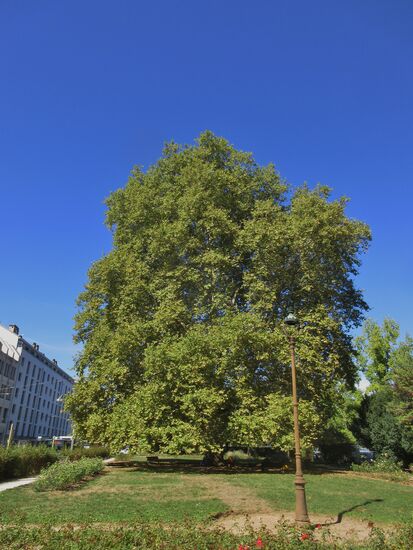 Was für ein prächtiger Baum!