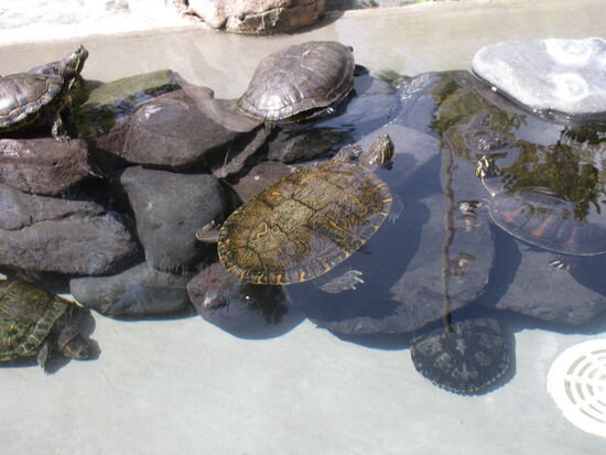 Kleine Schildkröten