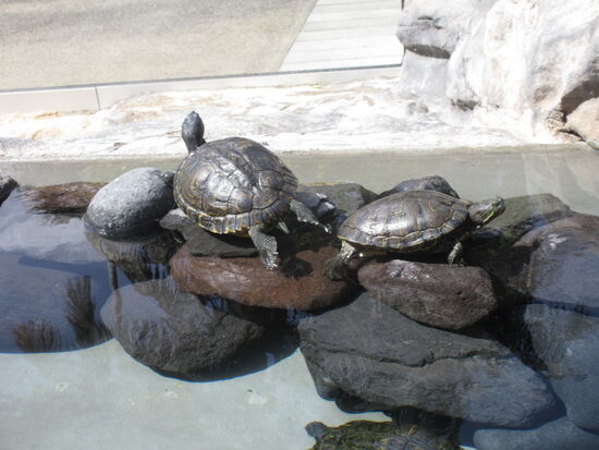 Kleine Schildkröten
