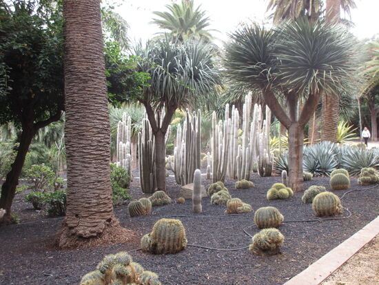 Kakteengarten