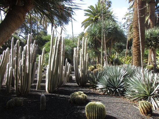 Kakteengarten