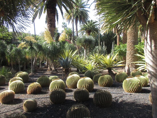 Kakteengarten