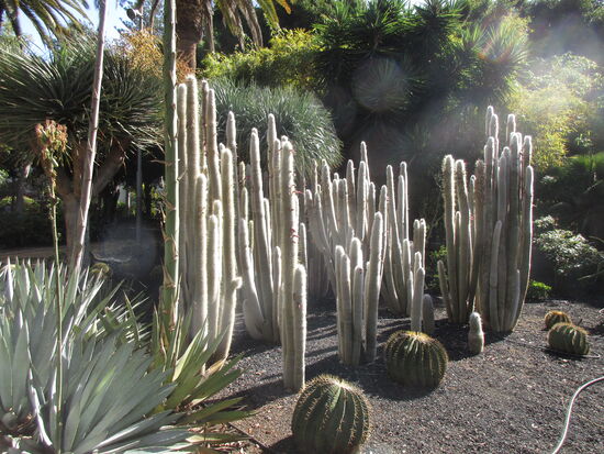 Kakteengarten