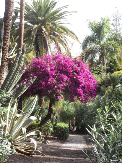 Bougainvillea in voller Blüte