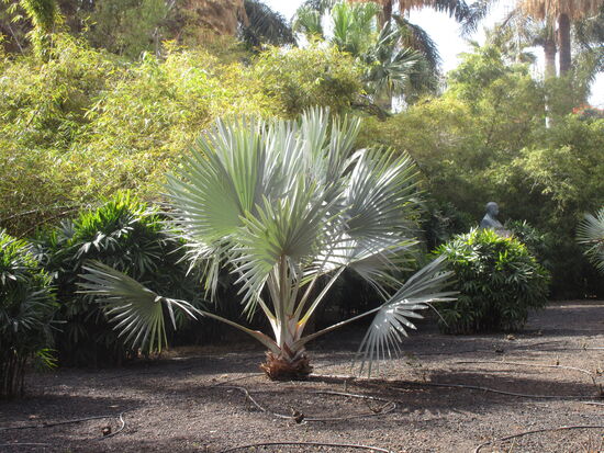 Schöne Fächerpalme