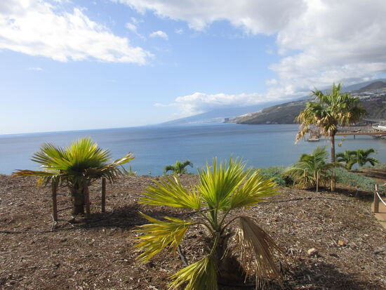 Blick vom Palmetum aufs Meer