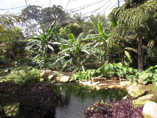 Schöne Pflanzen rings um den Teich
