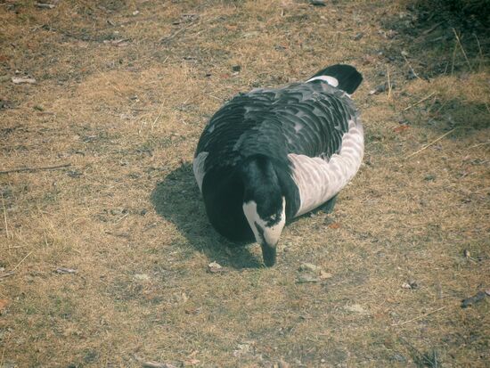 Was gibt es denn da zu picken?