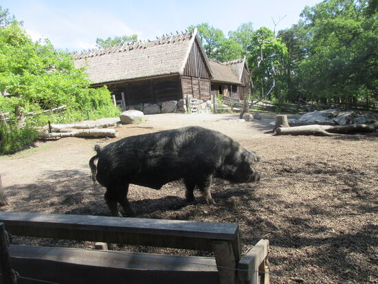 Mächtiges Wildschwein