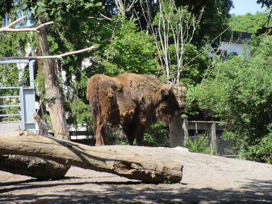 Ein bisschen verzottelt sieht er ja aus...