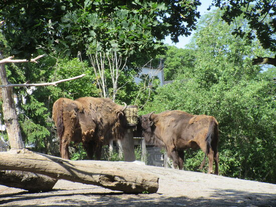 Bisons am Futterkorb
