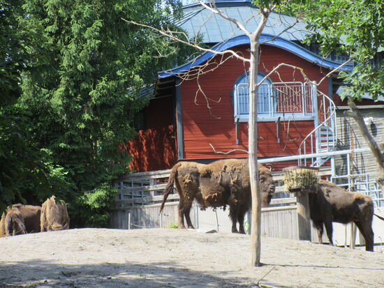 Bisons in zweier Gruppen