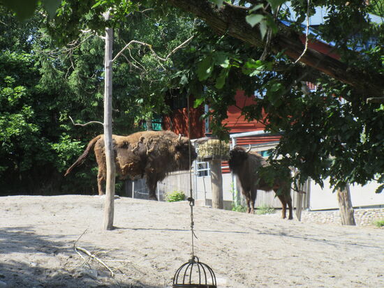 Jeder futtert auf seiner Seite