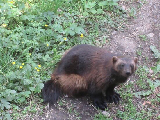 Neugieriger Vielfrass