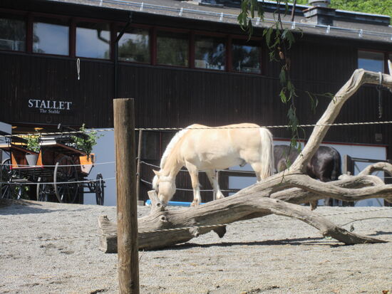 Pferde und Kutsche vor dem Stall