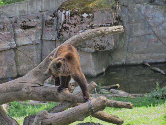 Vor dem Sprung ins Pool