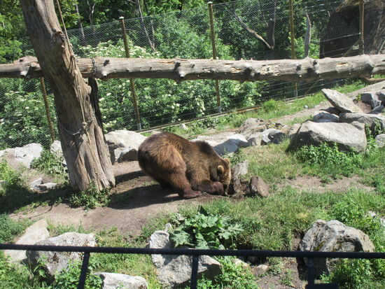 Der Bär gräbt nach Beute