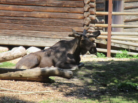 Auch ein Elch muss sich mal ausruhen...