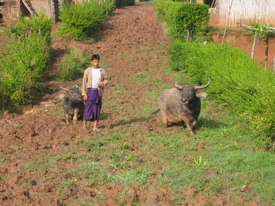 Sogar den Viechern steht der Dreck bis zum Bauch